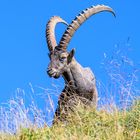 Steinbock am Brienzergrat