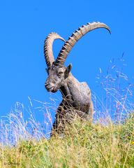 Steinbock am Brienzergrat