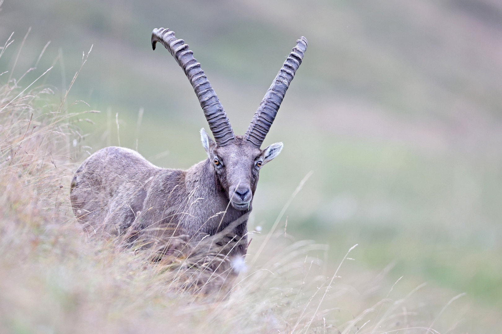 Steinbock am Brienzergrat