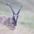 Steinbock am Brienzergrat