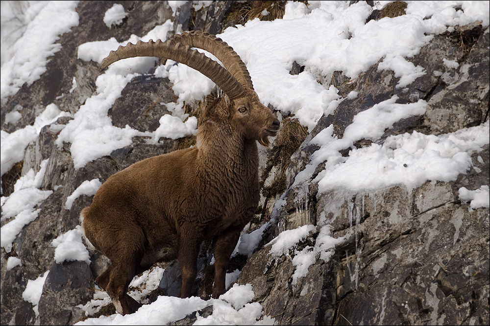 Steinbock am Calanda