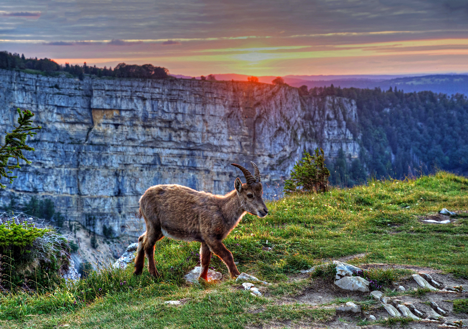 Steinbock am Creux du Van