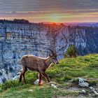 Steinbock am Creux du Van