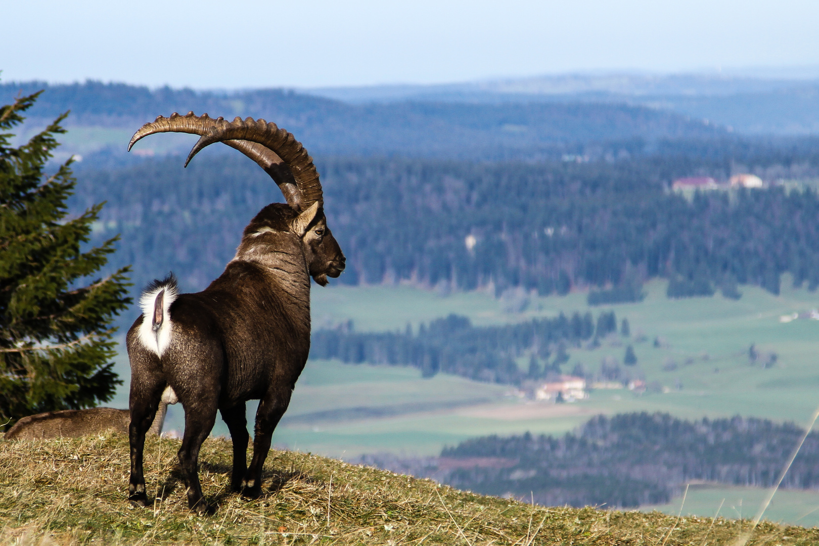 Steinbock am Creux du Van