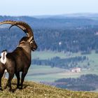 Steinbock am Creux du Van