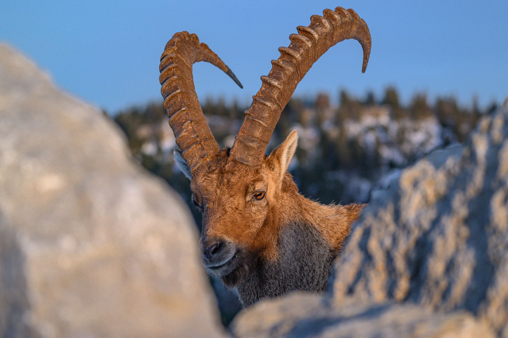 Steinbock am Creux du Van, Schweizer Jura