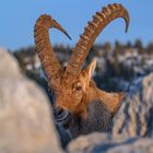 Steinbock am Creux du Van, Schweizer Jura