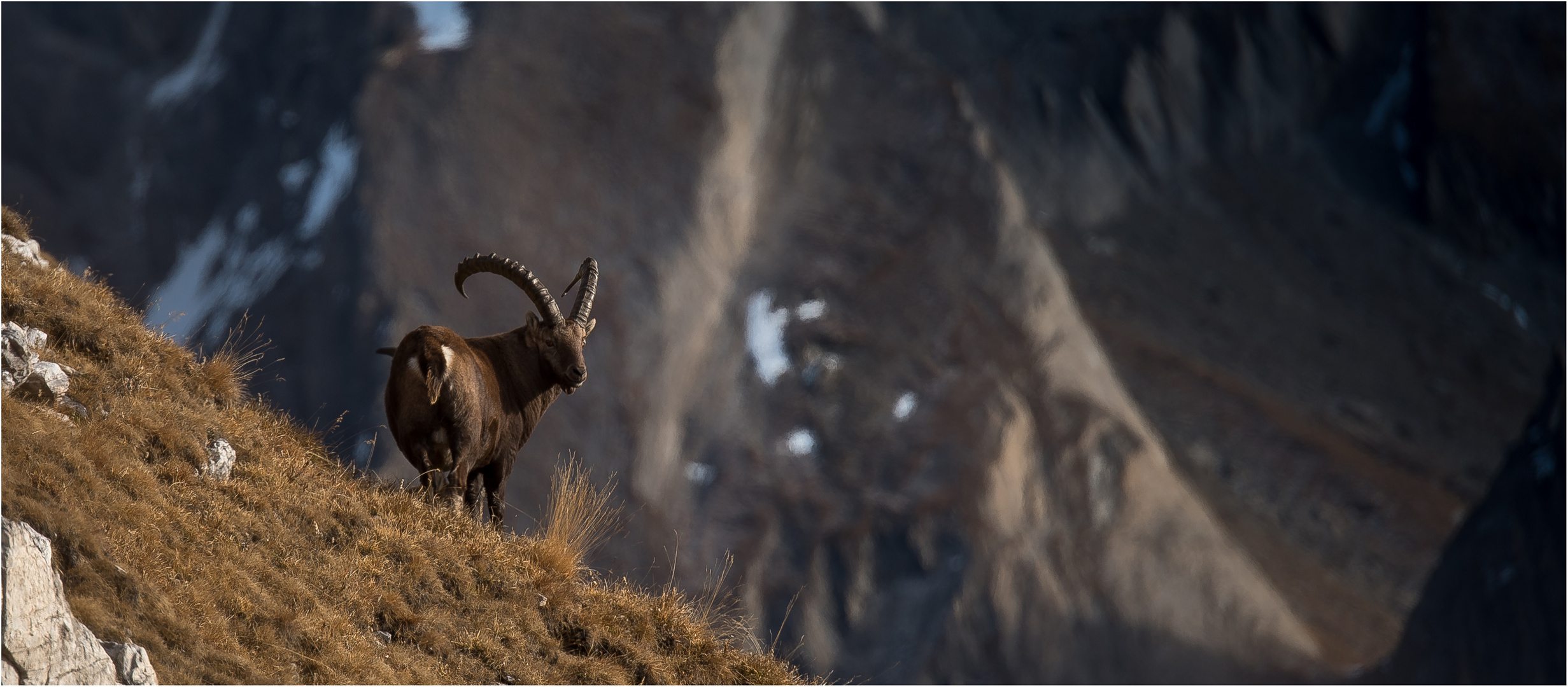 Steinbock am Gipfelgrad