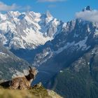 Steinbock am Gletscher