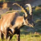 Steinbock am Großglockner