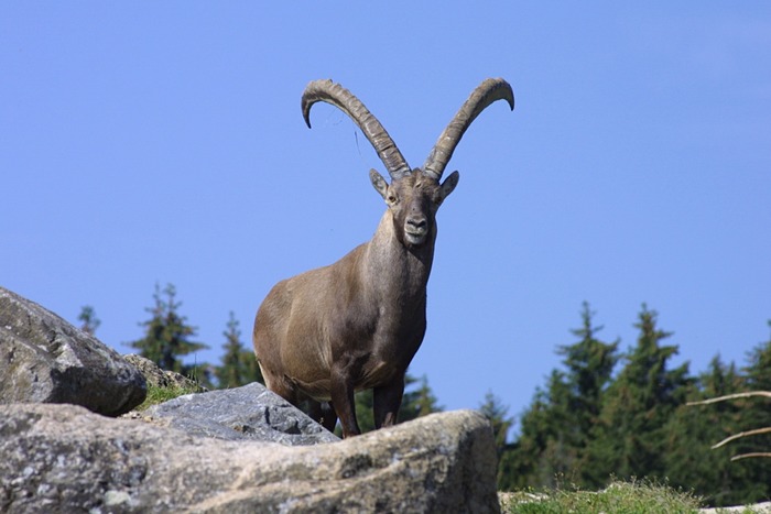 Steinbock am Morgen