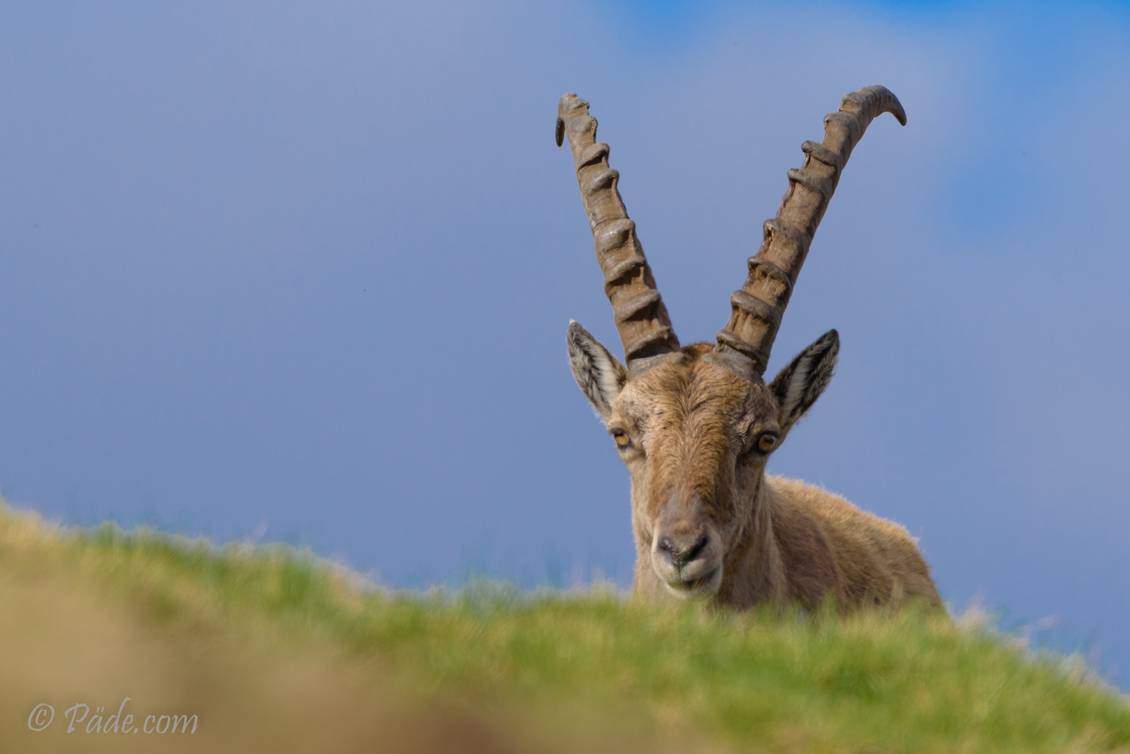 Steinbock am Niederhorn