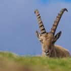 Steinbock am Niederhorn