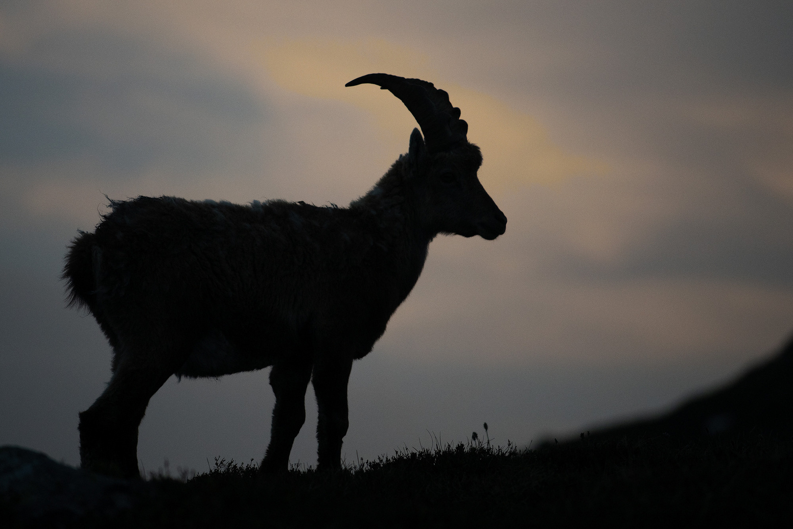 Steinbock am Niederhorn