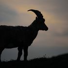 Steinbock am Niederhorn