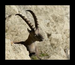 Steinbock am Säntis