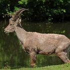 Steinbock am See