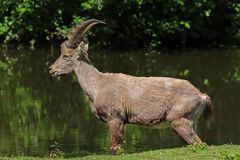 Steinbock am See