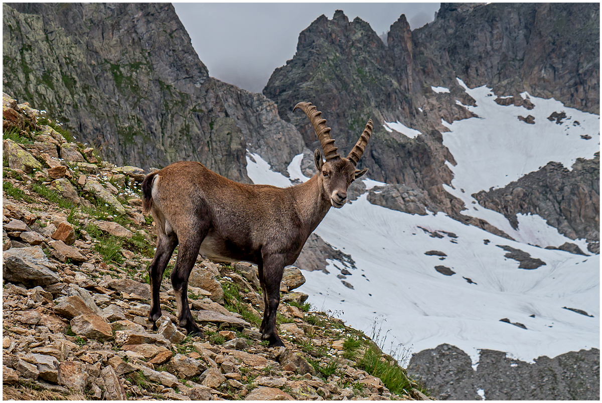 Steinbock am Sustenpass