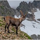 Steinbock am Sustenpass