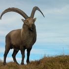 Steinbock am Widderfeld