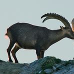 Steinbock an der Salzleckstelle