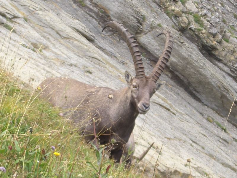 Steinbock auf dem Augstmatthorn (Schweiz)