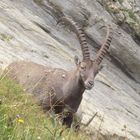 Steinbock auf dem Augstmatthorn (Schweiz)