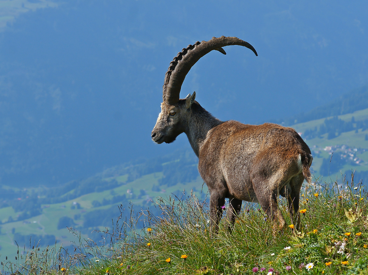 Steinbock auf dem Chäserrugg