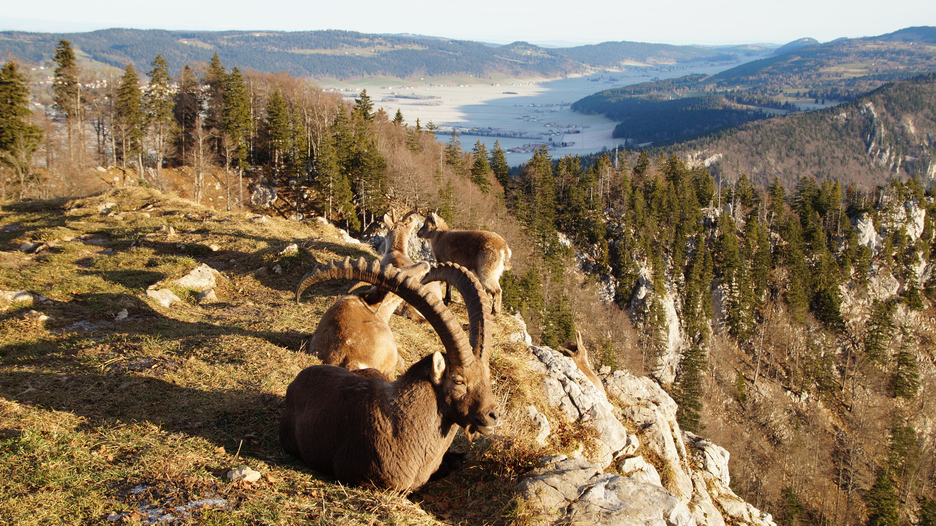 Steinbock auf dem Creux Du Van