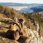 Steinbock auf dem Creux Du Van