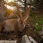 Steinbock auf dem Creux du Van