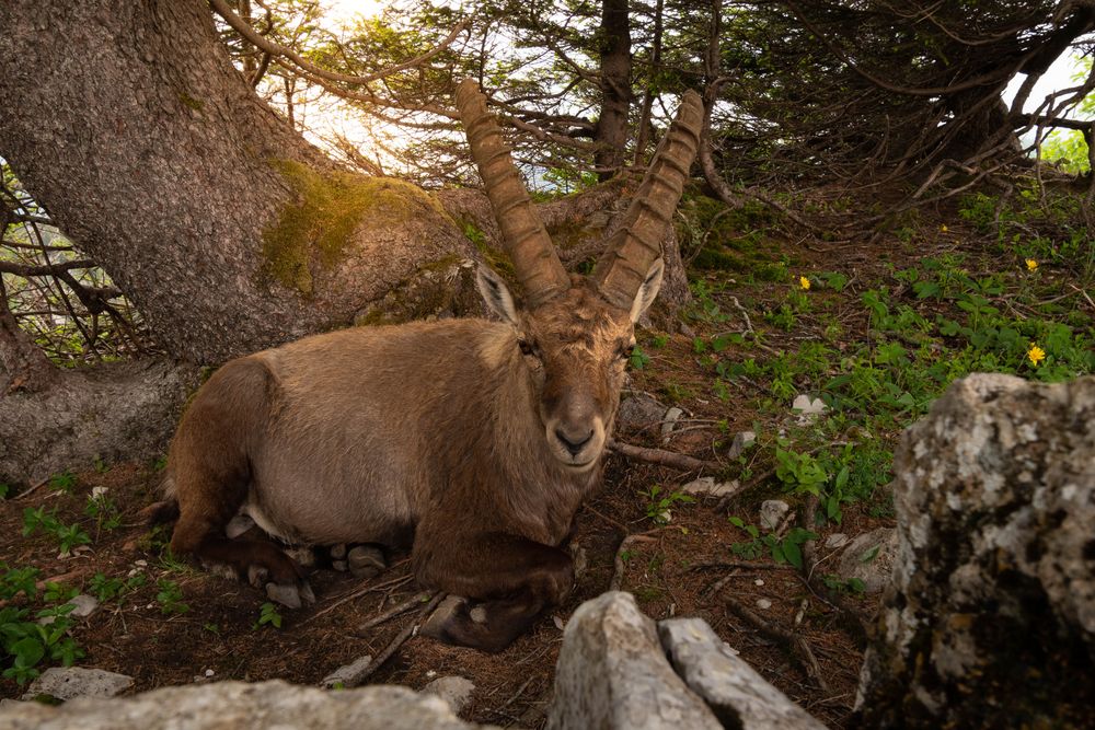 Steinbock auf dem Creux du Van