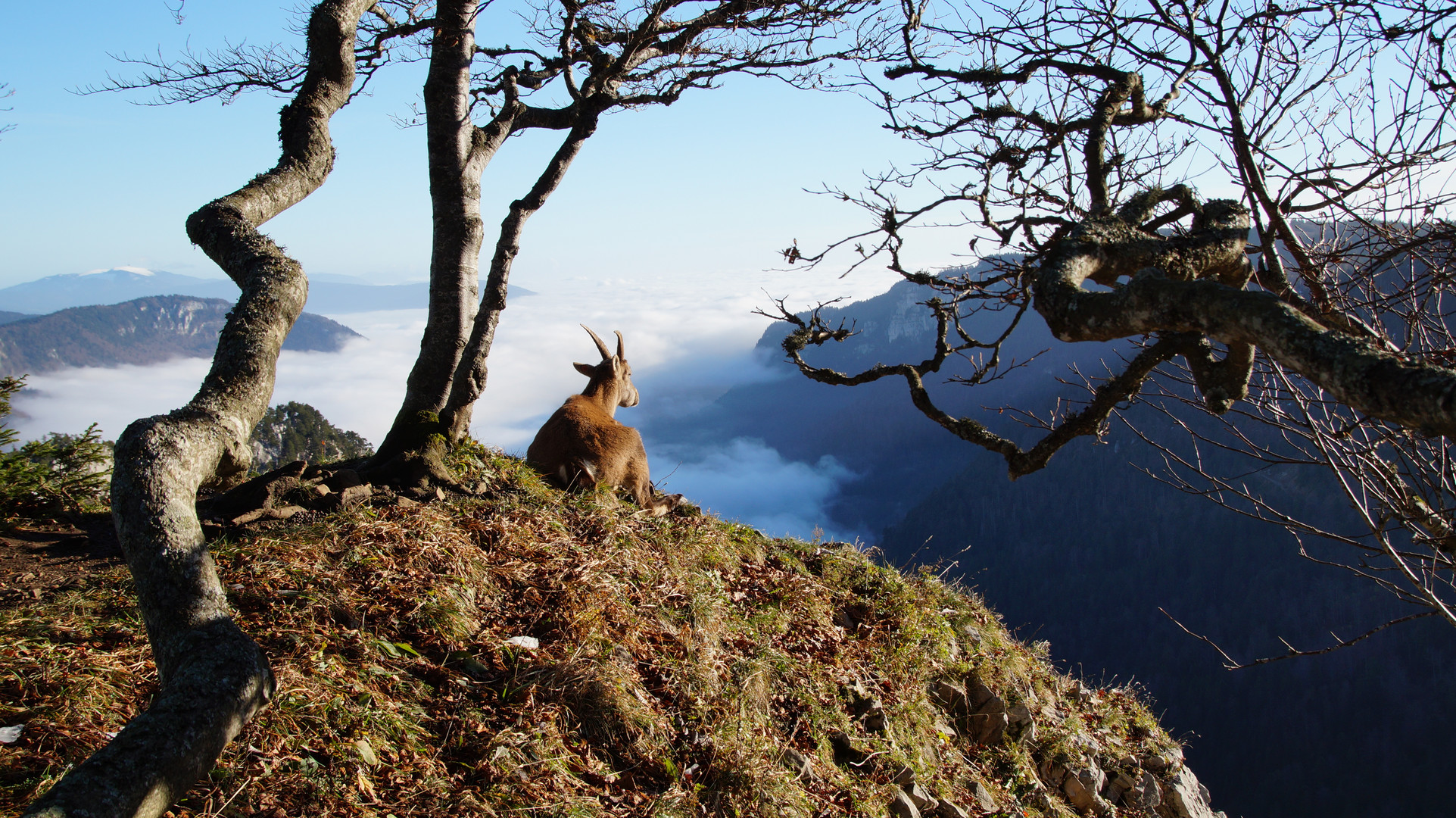 Steinbock auf dem Creux Du Van geniest die weite Ferne