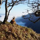 Steinbock auf dem Creux Du Van geniest die weite Ferne