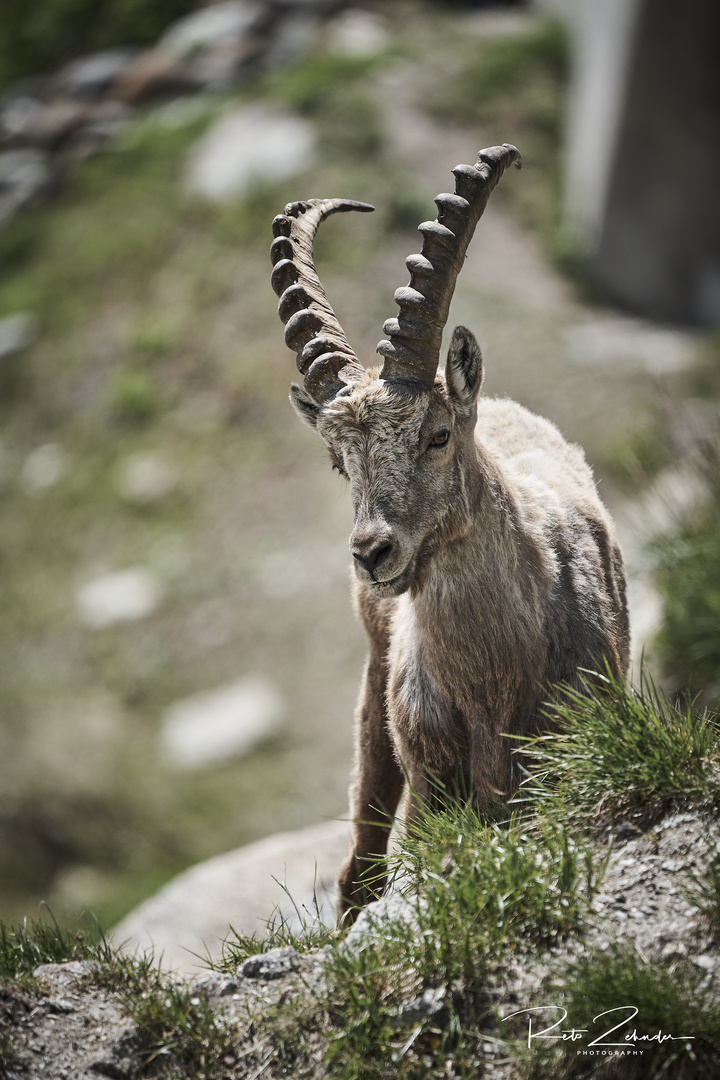 Steinbock auf dem Gotthard