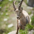 Steinbock auf dem Gotthard