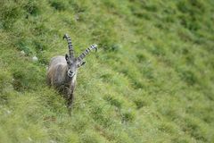 Steinbock auf dem Montalin