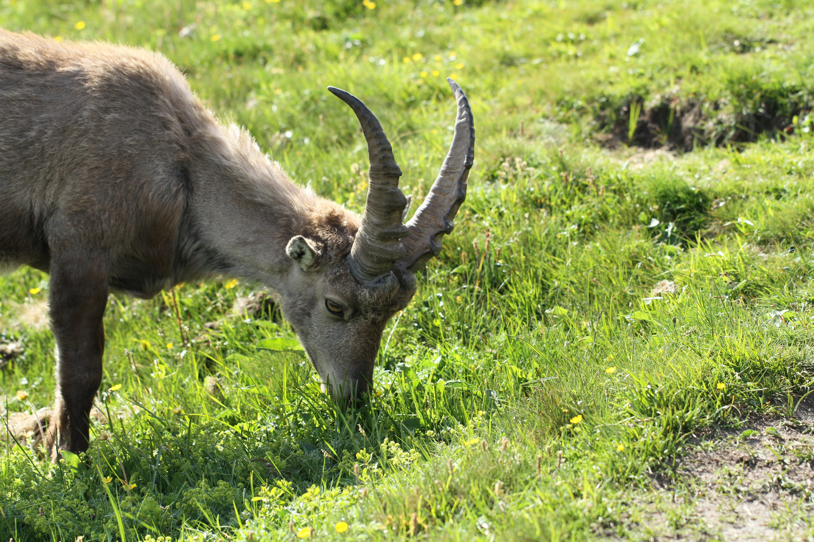 Steinbock auf dem Niederhorn