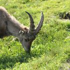 Steinbock auf dem Niederhorn