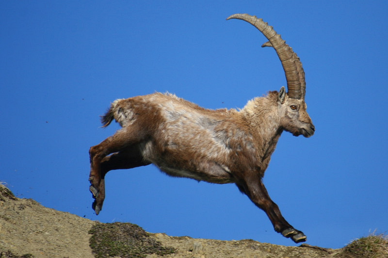 Steinbock auf dem Sprung!