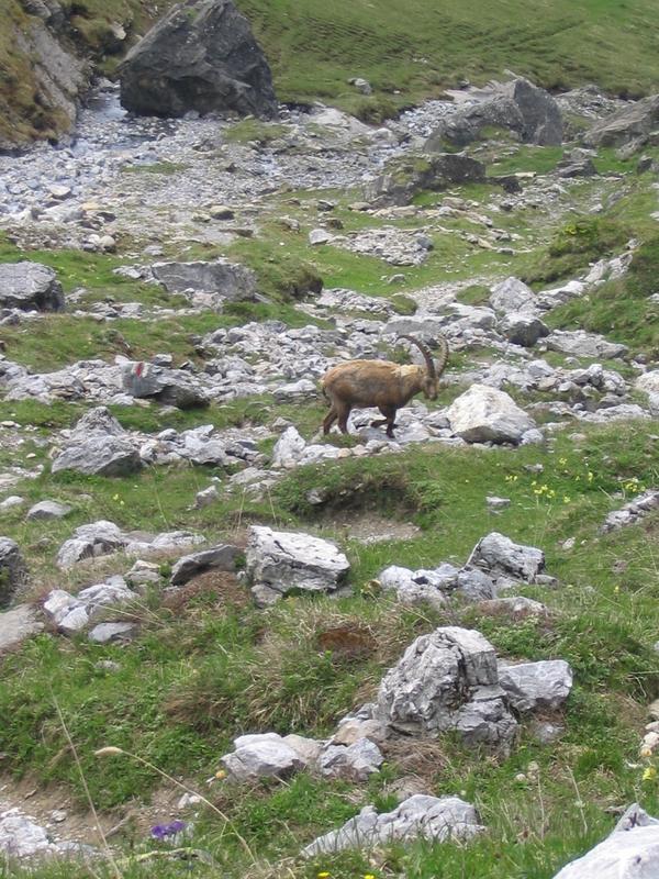 steinbock auf dem wanderweg