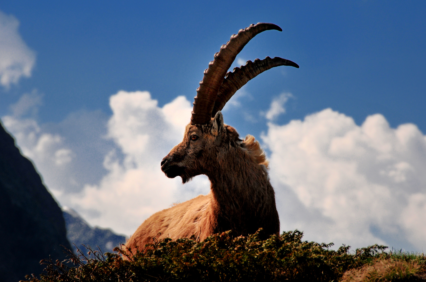 Steinbock auf dem Weg zur Terrihütte