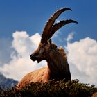 Steinbock auf dem Weg zur Terrihütte