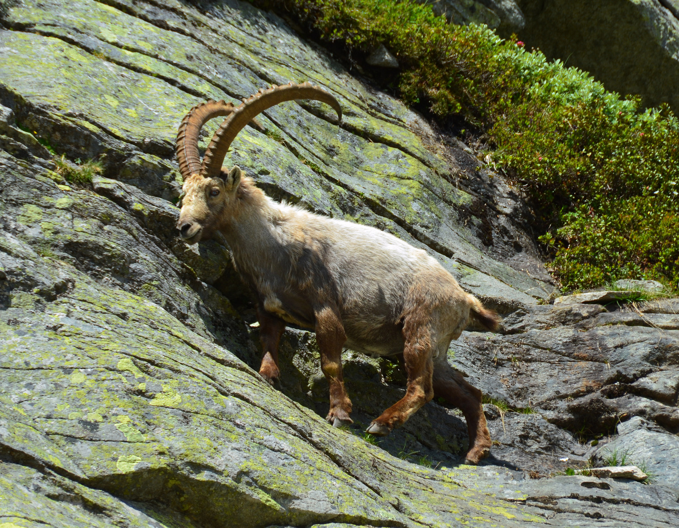 Steinbock auf der Distelalp