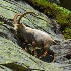 Steinbock auf der Distelalp