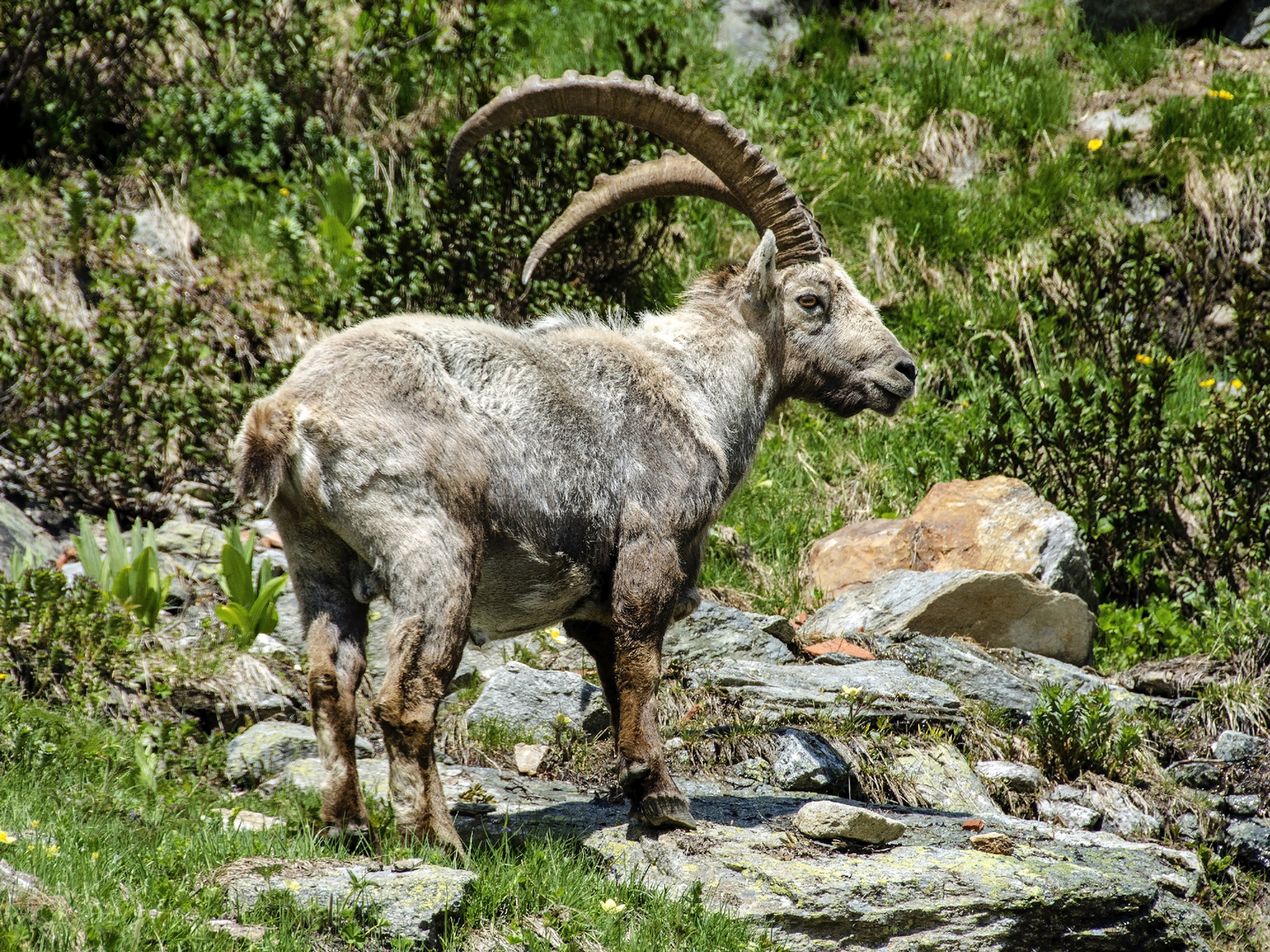 Steinbock auf der Distelalp