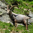 Steinbock auf der Distelalp im Wallis