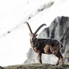 Steinbock auf der Gandfurggele