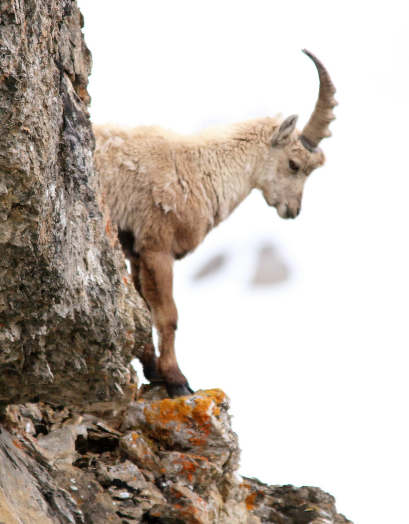 Steinbock auf einem Felsvorsprun